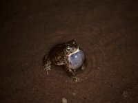 0005 (Kreuzkröte (M)